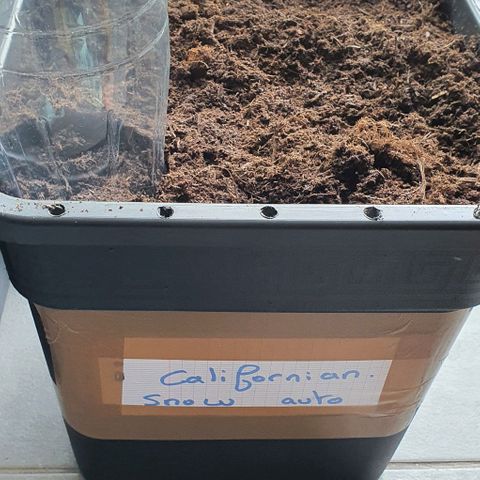 Californian Snow growlog photo: Mise en terre