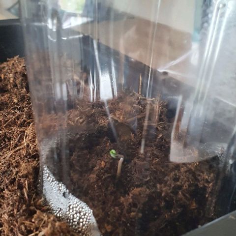 Californian Snow growlog timeline photo