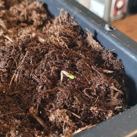 Strawberry banana auto growlog timeline photo