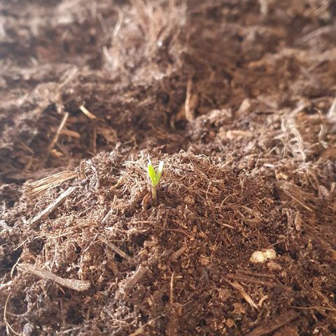 Forbidden runtz auto growlog timeline photo