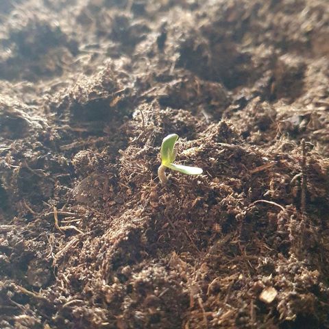 Rhino Ryder growlog timeline photo