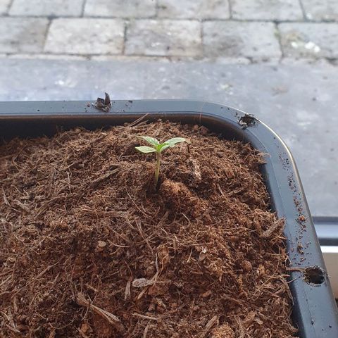Rhino Ryder growlog timeline photo