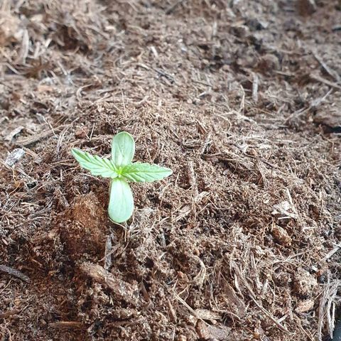 Rhino Ryder growlog timeline photo