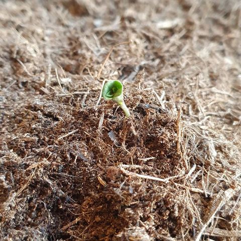 Californian Snow growlog timeline photo