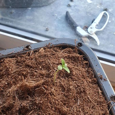 Forbidden runtz auto growlog timeline photo
