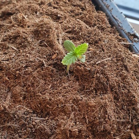 Forbidden runtz auto growlog timeline photo