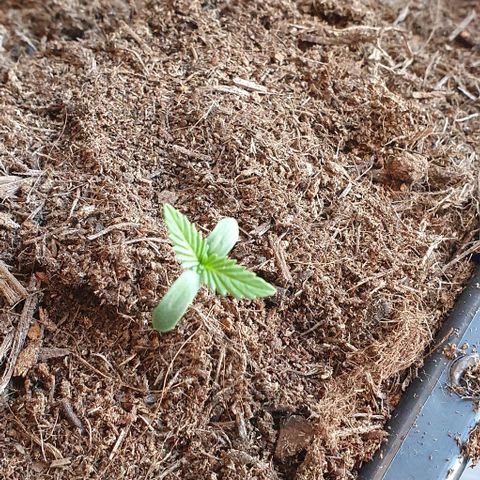 Strawberry banana auto growlog timeline photo
