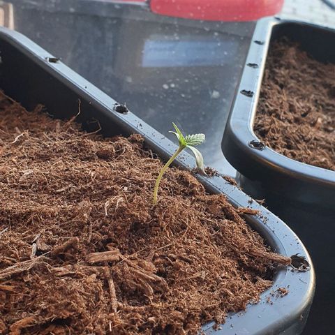 Strawberry banana auto growlog timeline photo