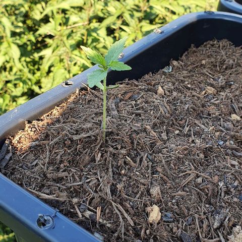 Rhino Ryder growlog timeline photo
