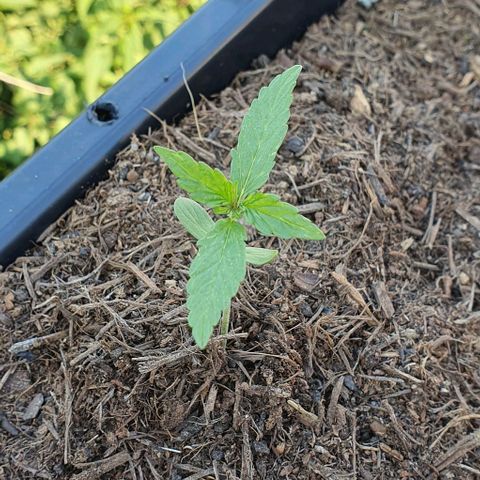 Rhino Ryder growlog timeline photo