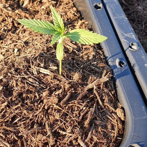 Strawberry banana auto growlog timeline photo