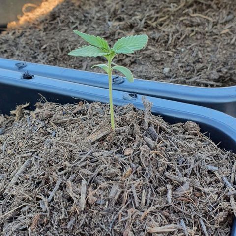 Strawberry banana auto growlog timeline photo