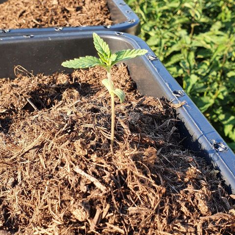 Forbidden runtz auto growlog timeline photo