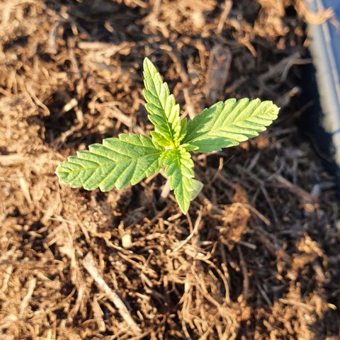 Forbidden runtz auto growlog timeline photo