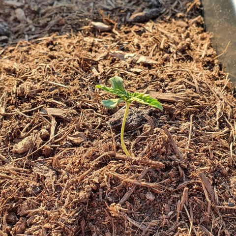 Californian Snow growlog timeline photo