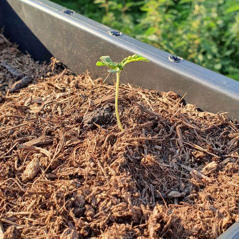Californian Snow growlog timeline photo