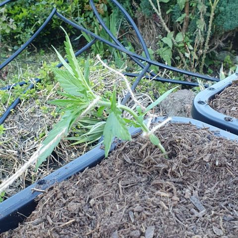 Rhino Ryder growlog photo: Palissage
