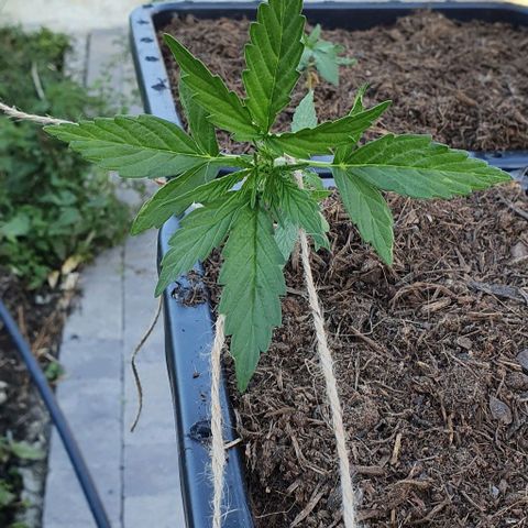 Rhino Ryder growlog photo: Palissage