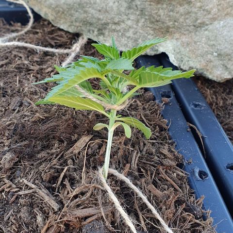 Strawberry banana auto growlog photo: Palissage