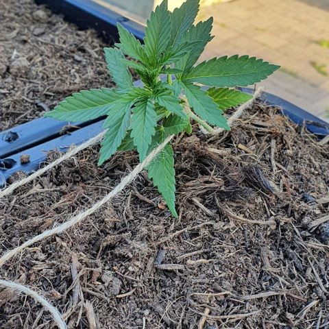 Strawberry banana auto growlog photo: Palissage