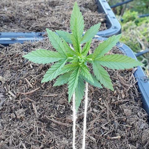 Forbidden runtz auto growlog photo: Palissage