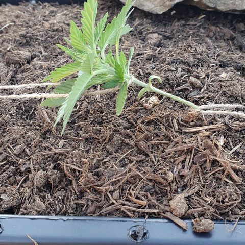 Forbidden runtz auto growlog photo: Palissage