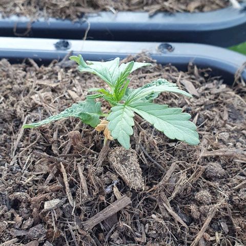 Californian Snow growlog photo: Retard suite problème coquille