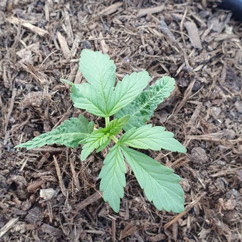 Californian Snow growlog photo: Retard suite problème coquille