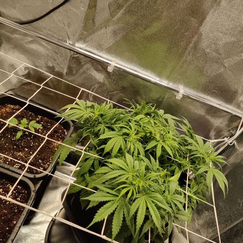 G13 - 1 growlog photo: Trimmed a small handfull of leaves 