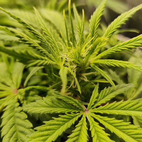 G13 - 1 growlog timeline photo