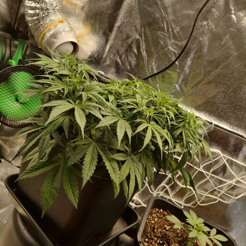 G13 - 1 growlog timeline photo