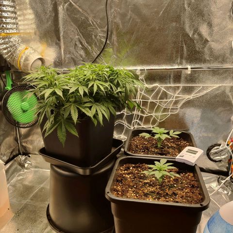 G13 - 1 growlog timeline photo