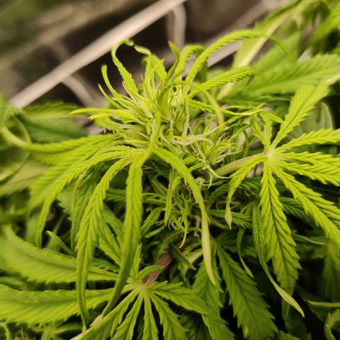 G13 - 1 growlog timeline photo