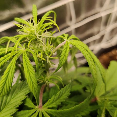 G13 - 1 growlog timeline photo