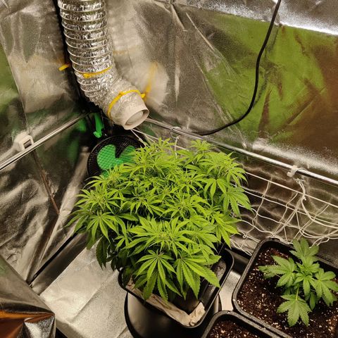 G13 - 1 growlog timeline photo
