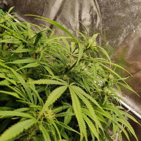 G13 - 1 growlog timeline photo