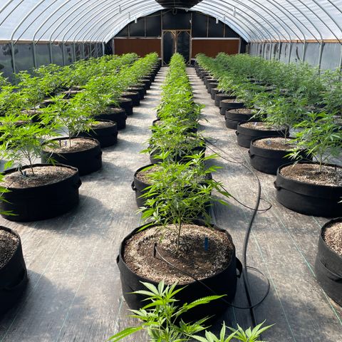 Unknown strain growlog timeline photo