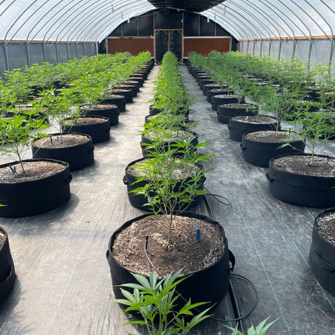 Unknown strain growlog timeline photo