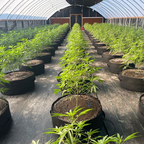 Unknown strain growlog timeline photo