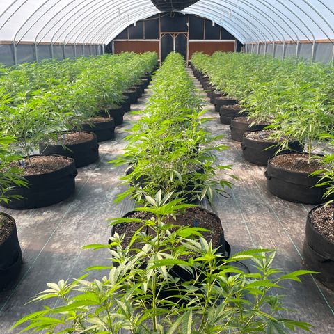 Unknown strain growlog timeline photo