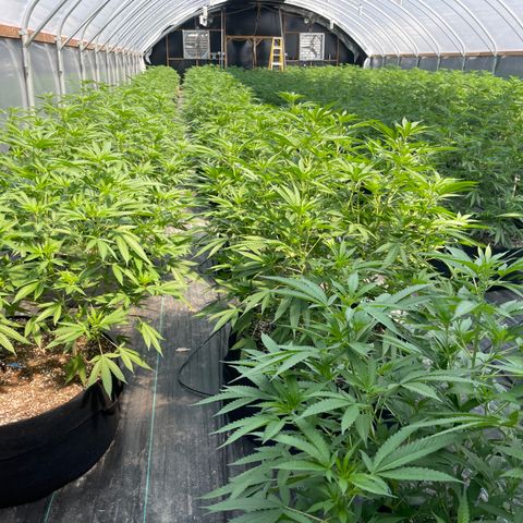 Unknown strain growlog timeline photo