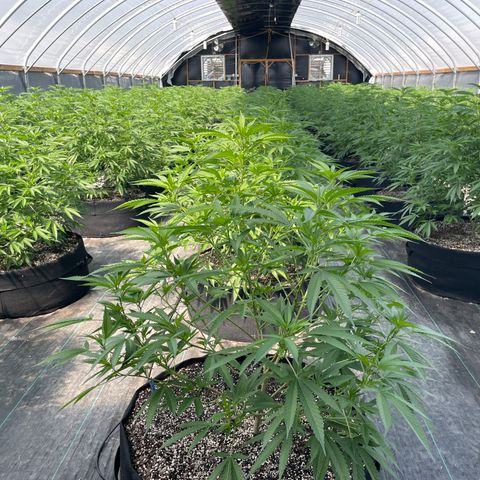 Unknown strain growlog timeline photo