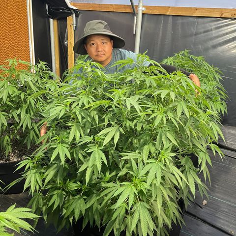 Unknown strain growlog timeline photo