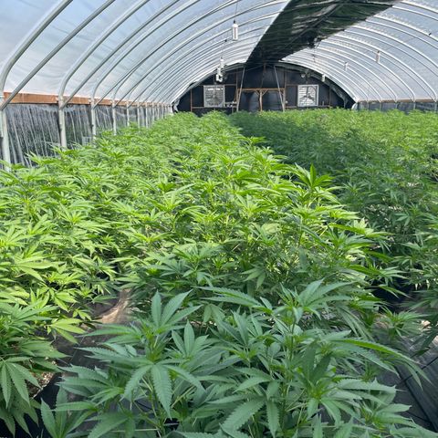 Unknown strain growlog timeline photo
