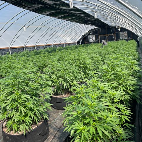 Unknown strain growlog timeline photo