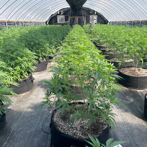 Unknown strain growlog timeline photo