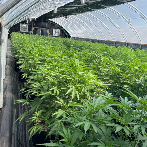 Unknown strain growlog timeline photo