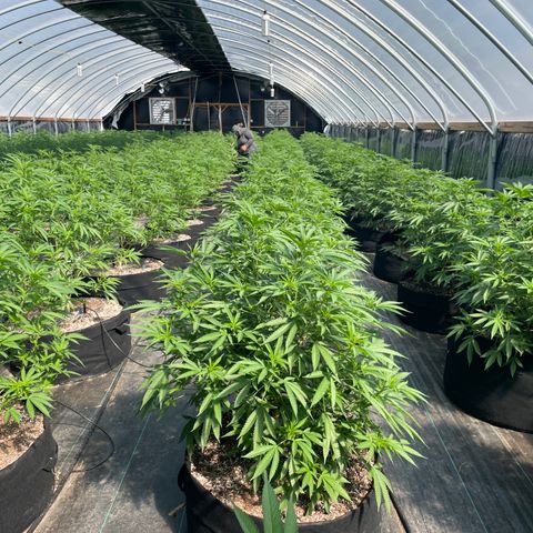 Unknown strain growlog timeline photo