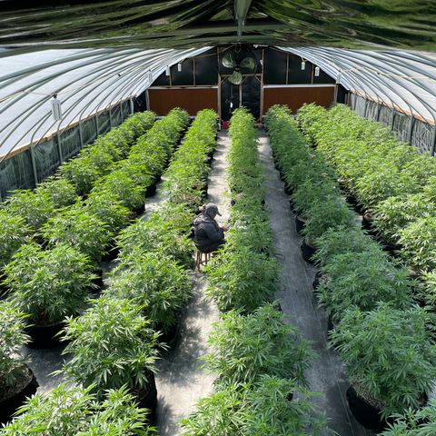 Unknown strain growlog timeline photo