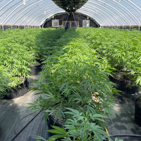 Unknown strain growlog timeline photo